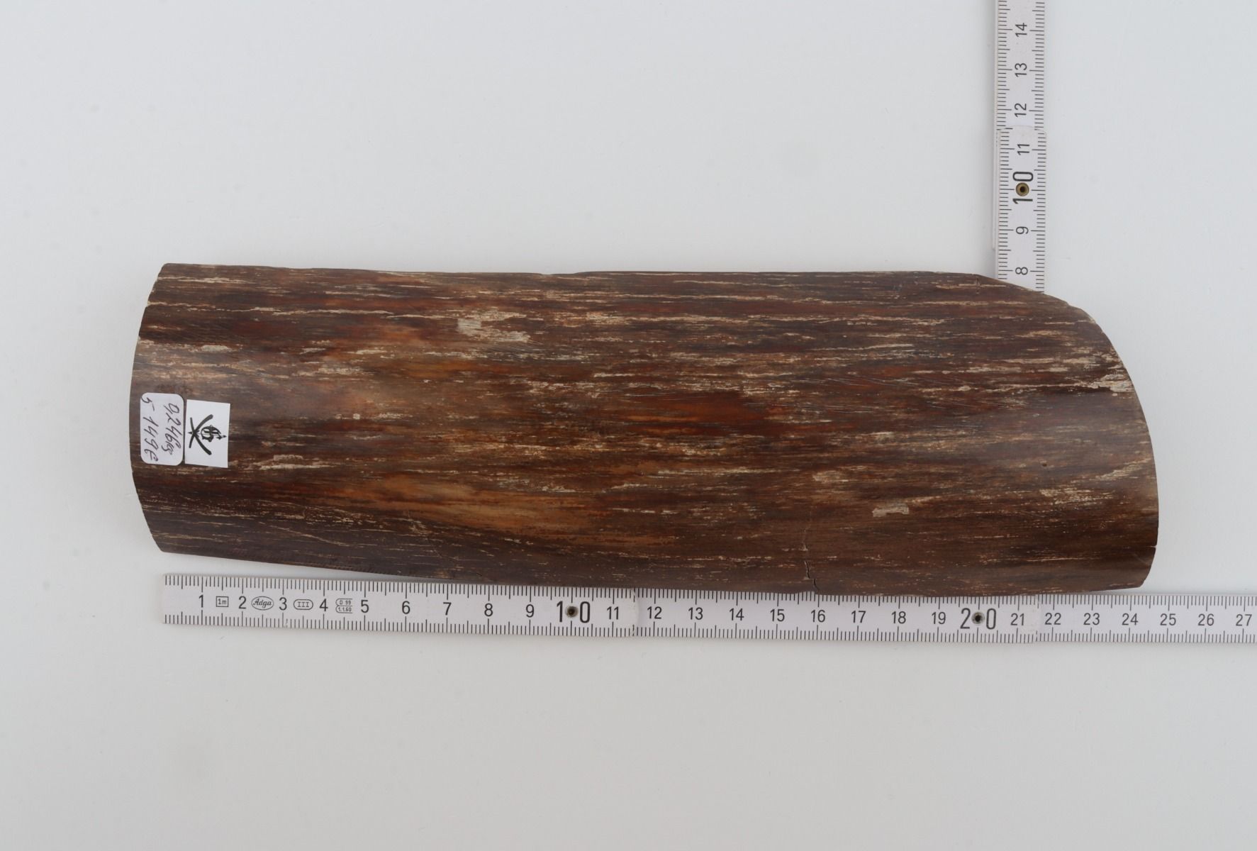 Brown mammoth bark