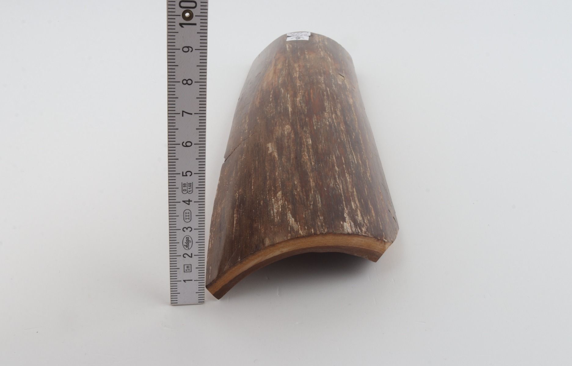Brown mammoth bark