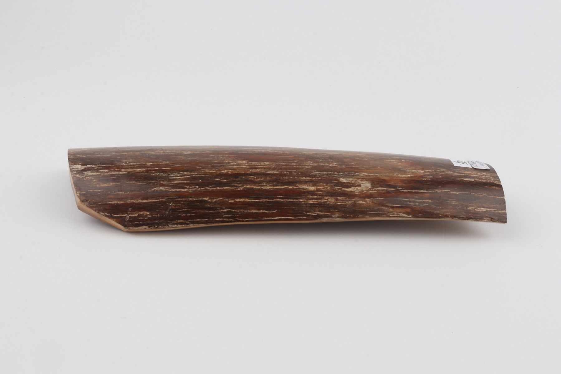Brown mammoth bark