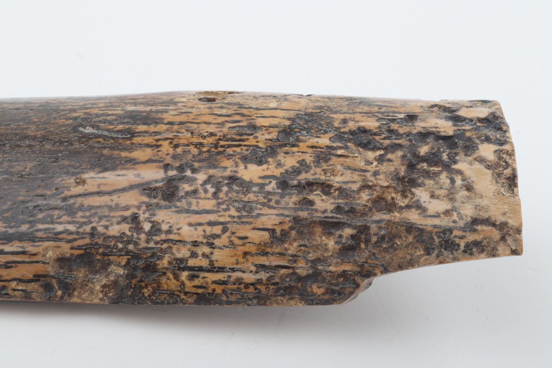 Beige-black mammoth bark