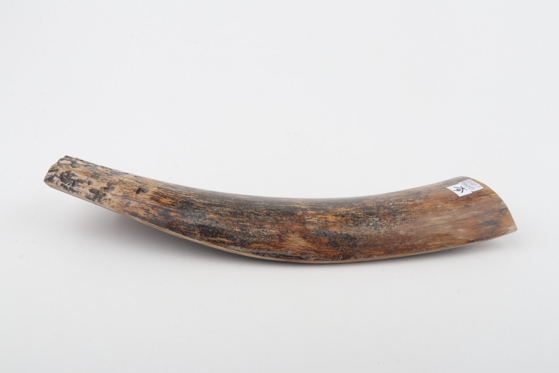 Beige-black mammoth bark