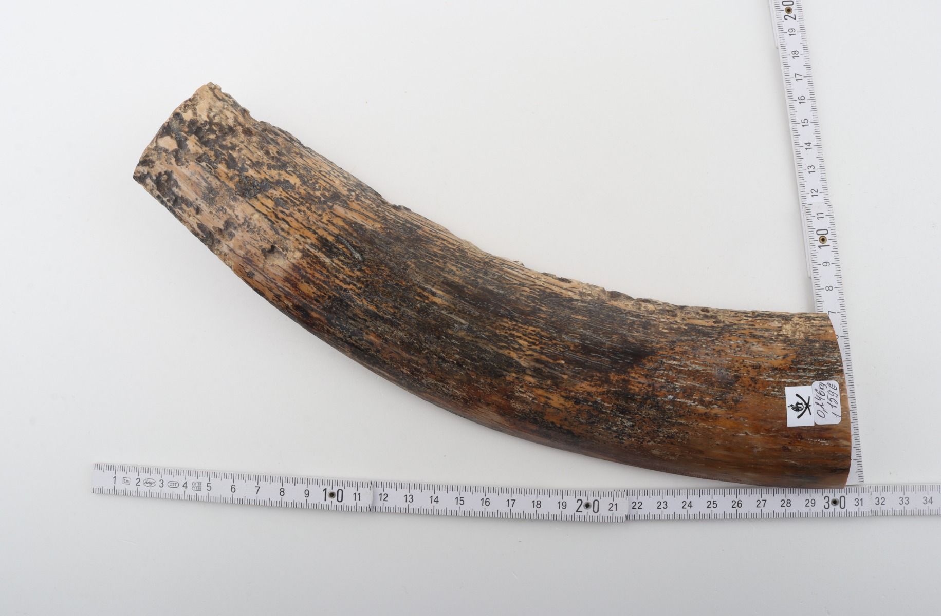 Beige-black mammoth bark