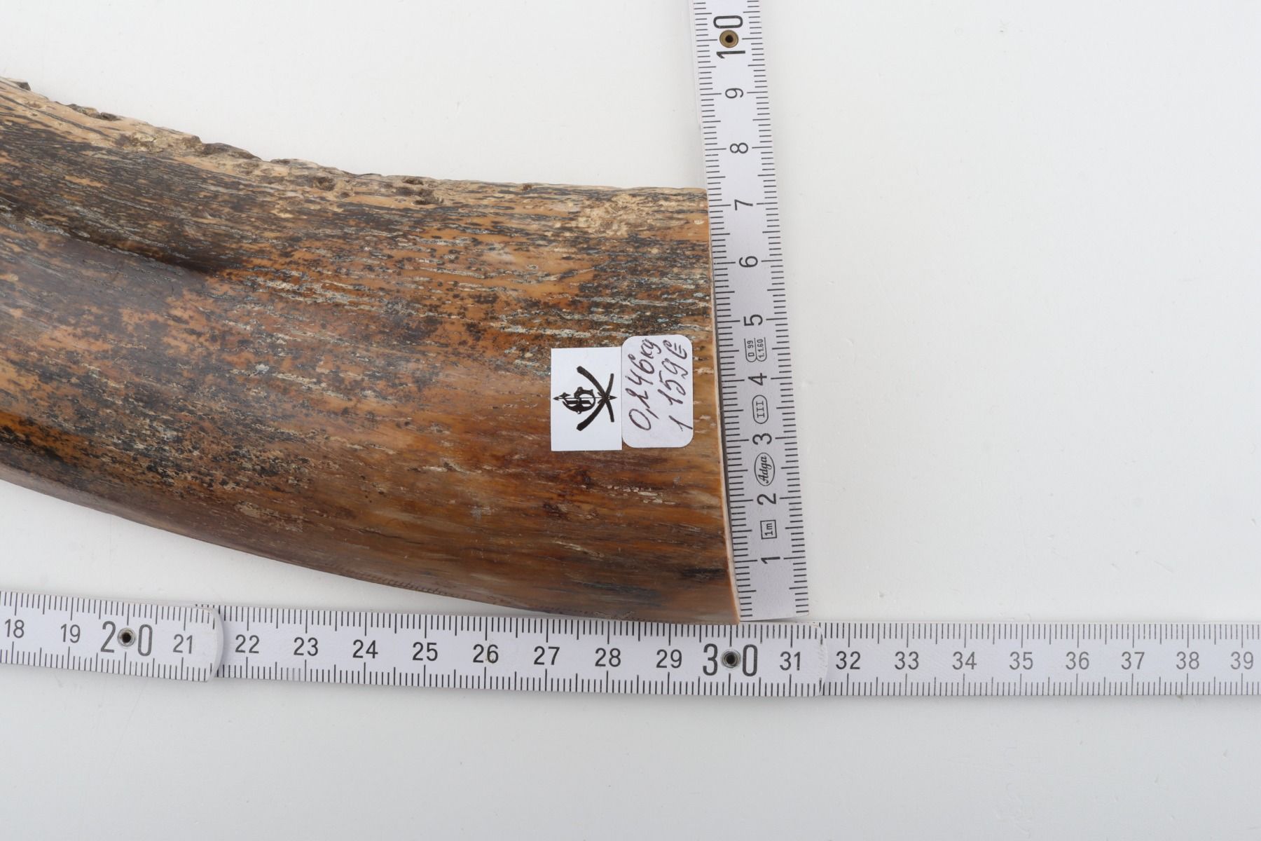 Beige-black mammoth bark