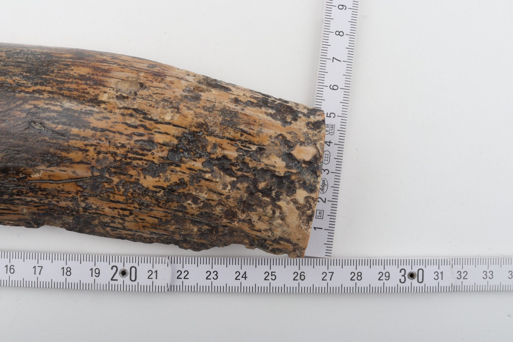 Beige-black mammoth bark