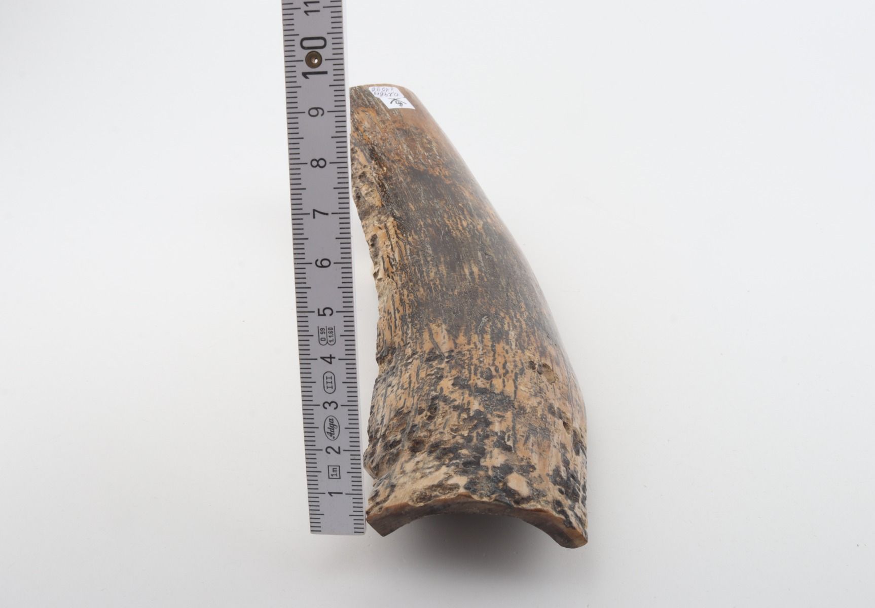 Beige-black mammoth bark