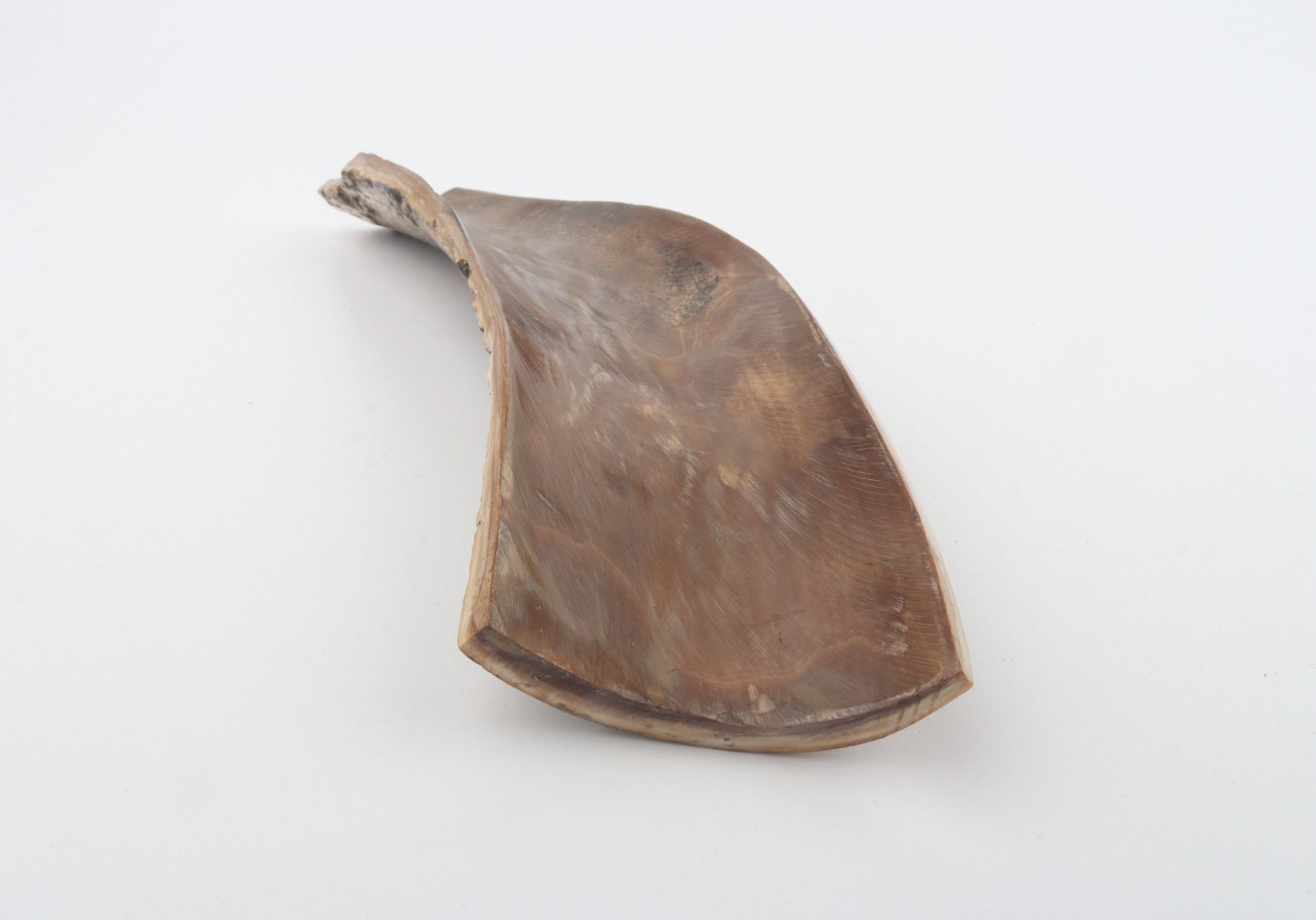 Beige-black mammoth bark