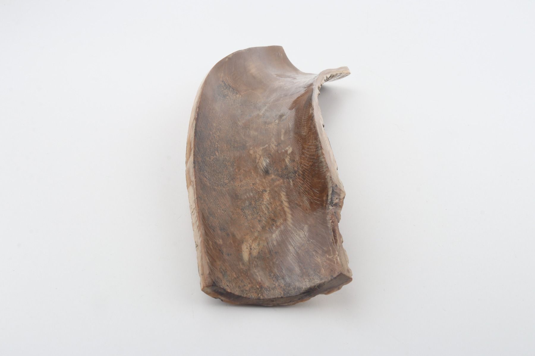 Beige-black mammoth bark