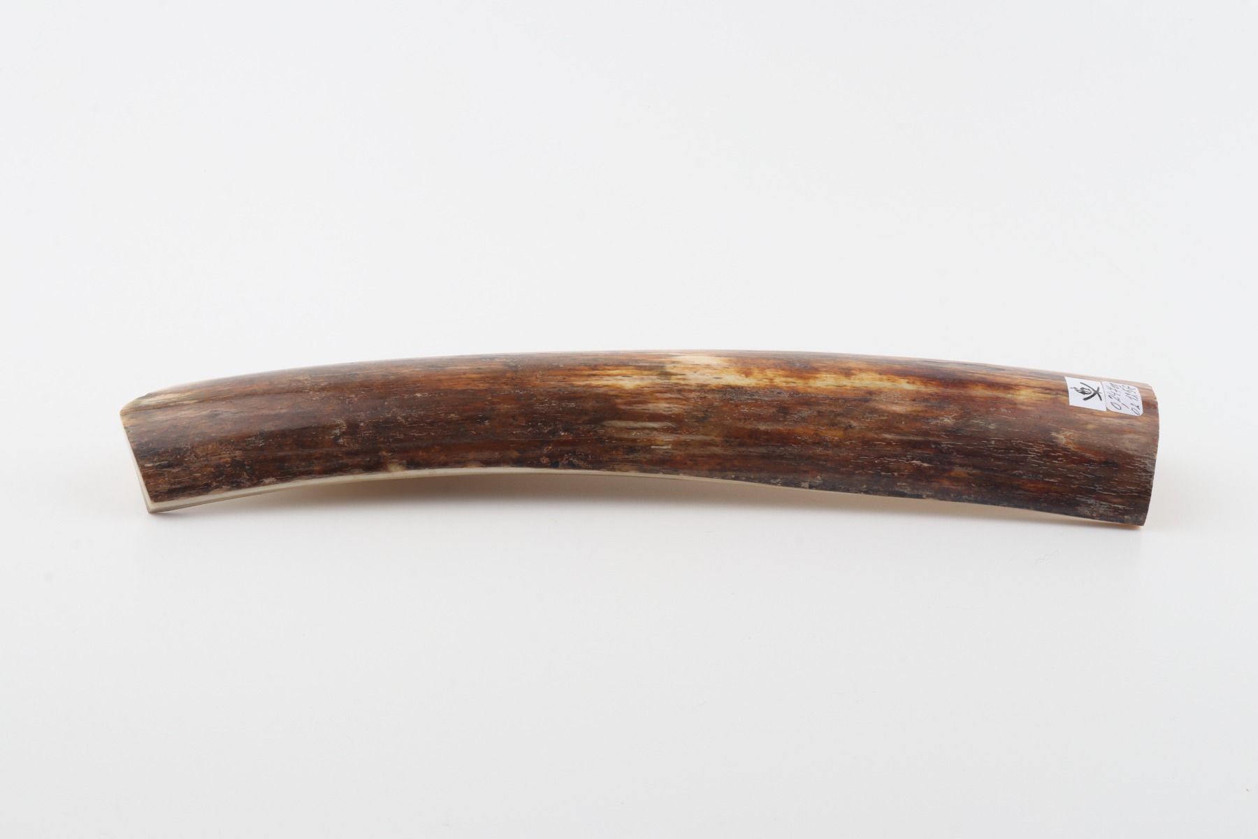 Orange-brown mammoth bark