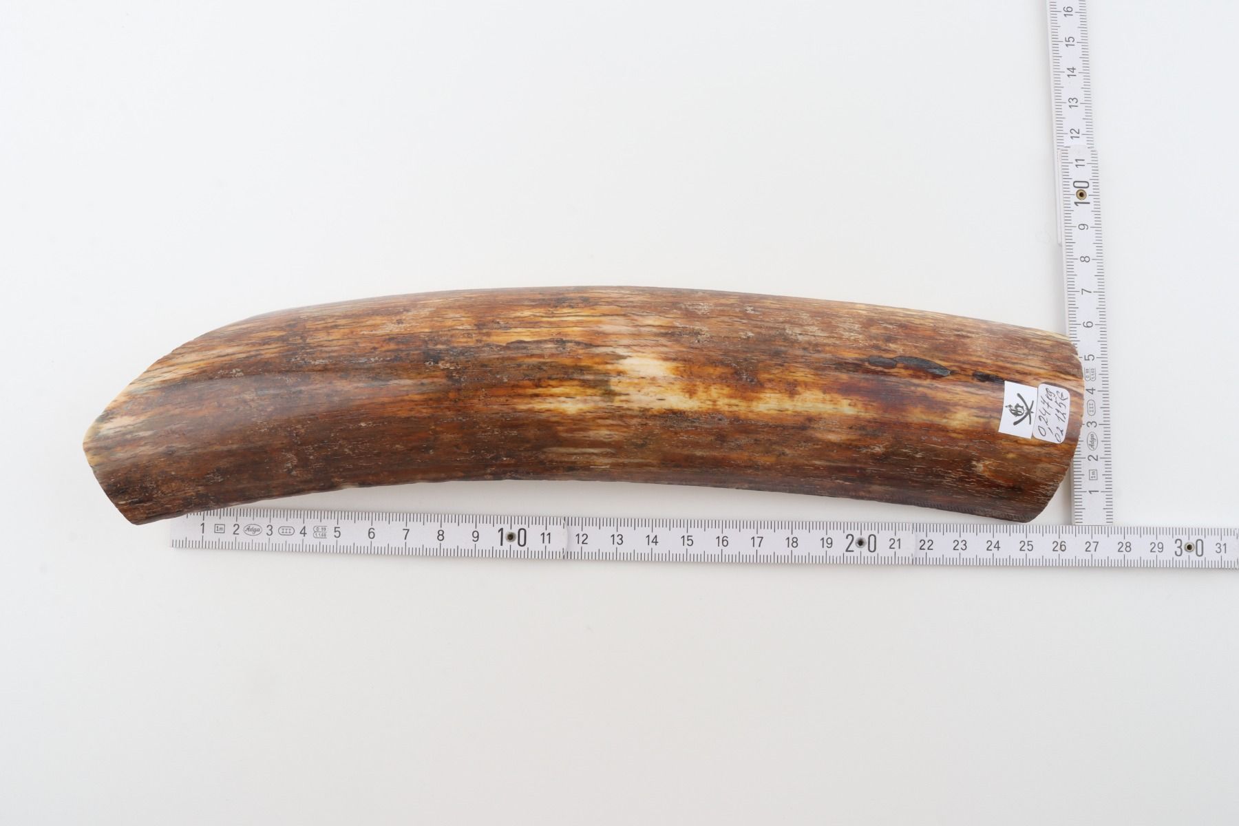 Orange-brown mammoth bark