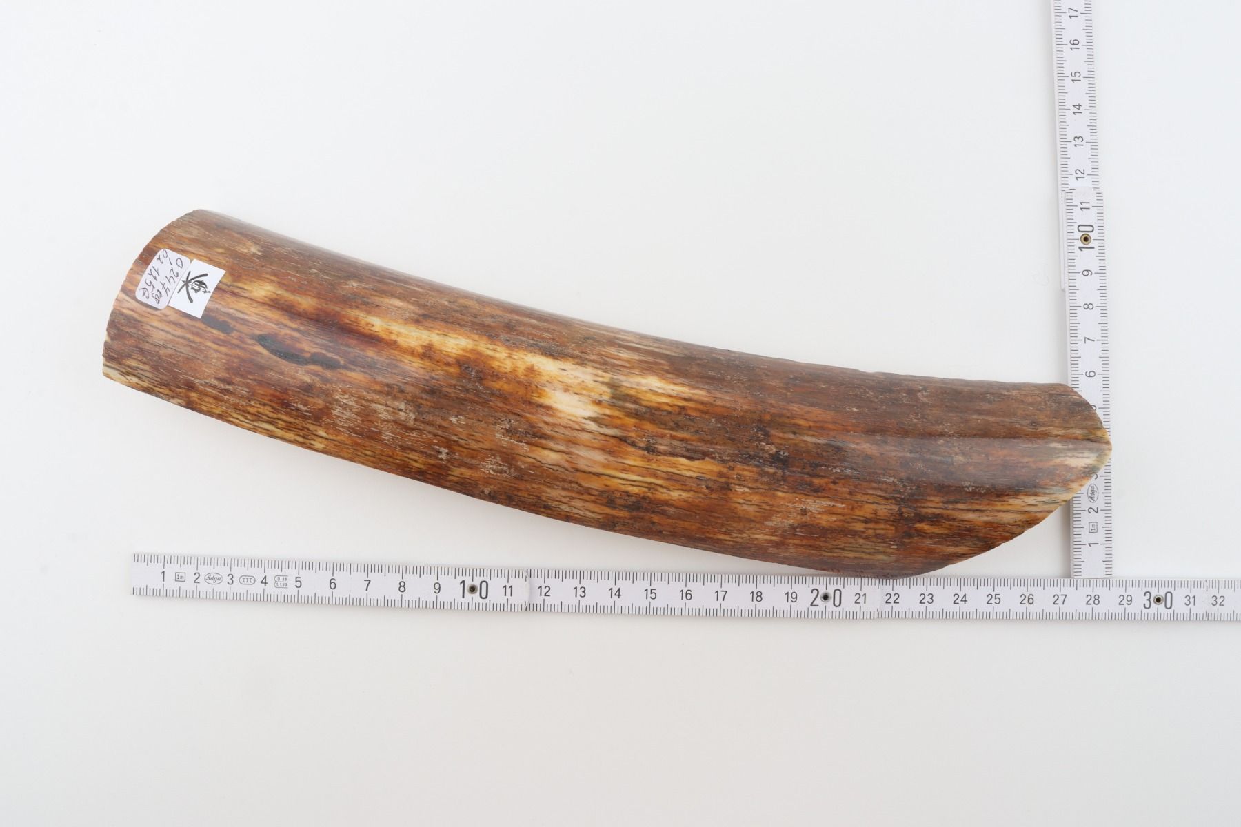 Orange-brown mammoth bark