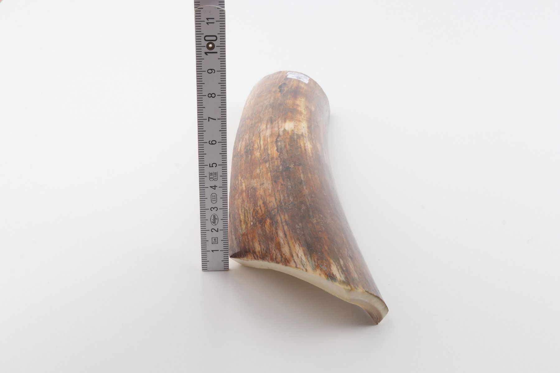 Orange-brown mammoth bark