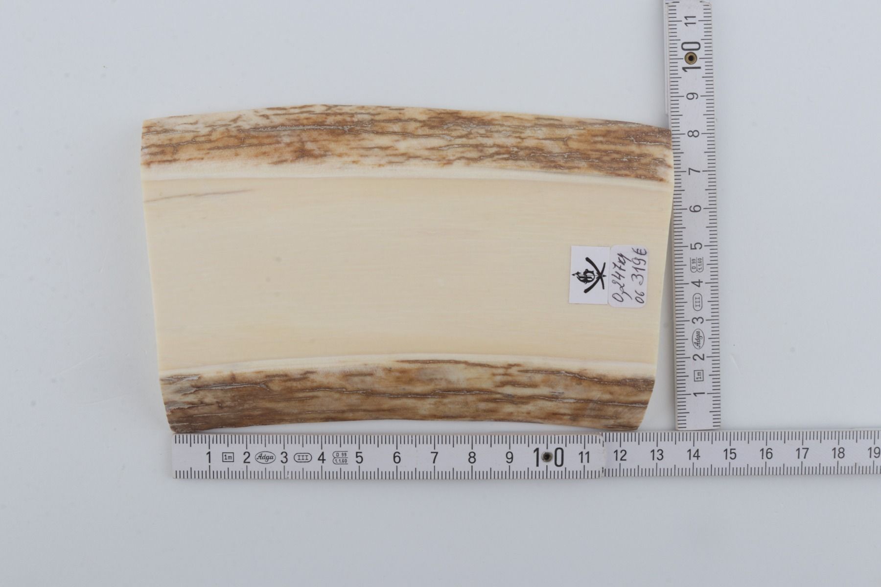White mammoth ivory segment