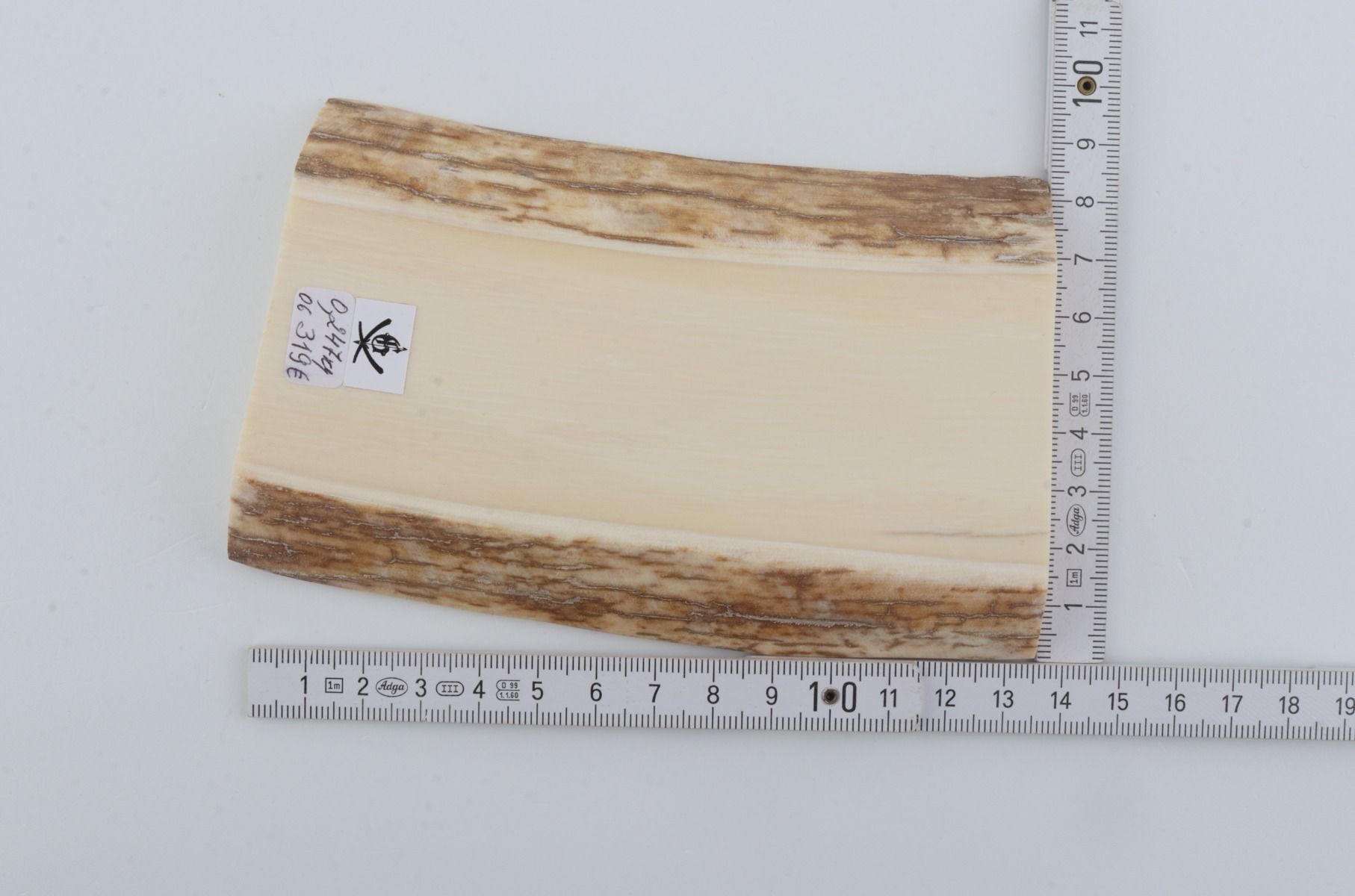 White mammoth ivory segment