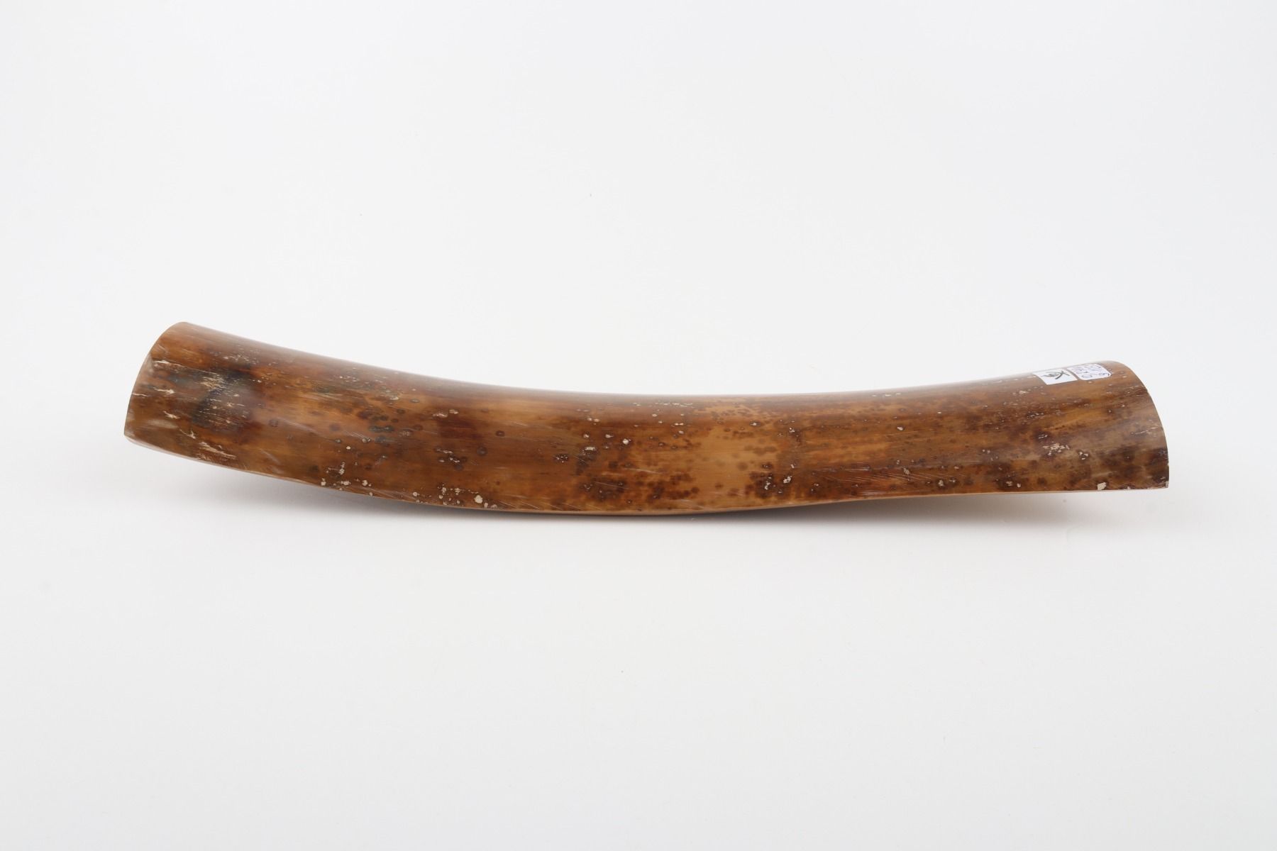Caramel mammoth bark