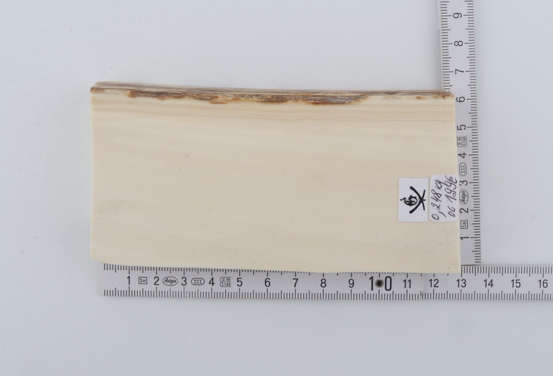 White mammoth ivory segment