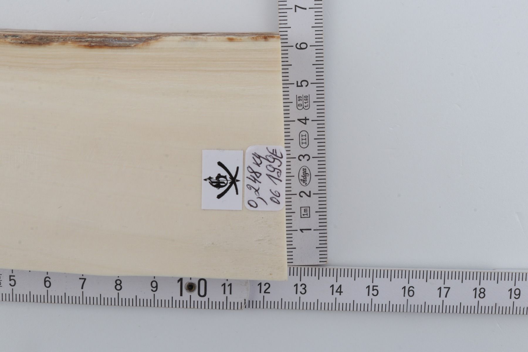 White mammoth ivory segment