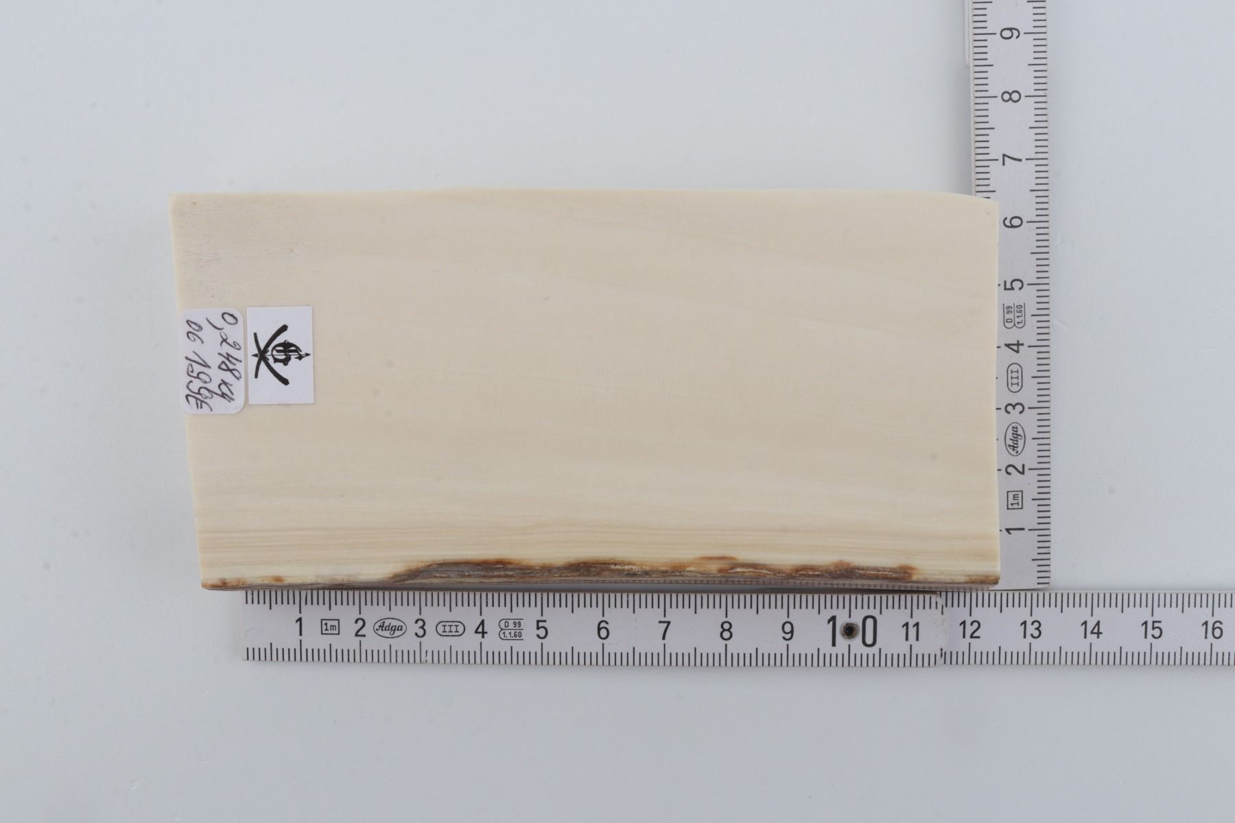 White mammoth ivory segment