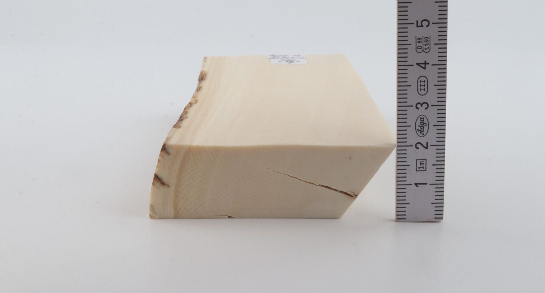 White mammoth ivory segment