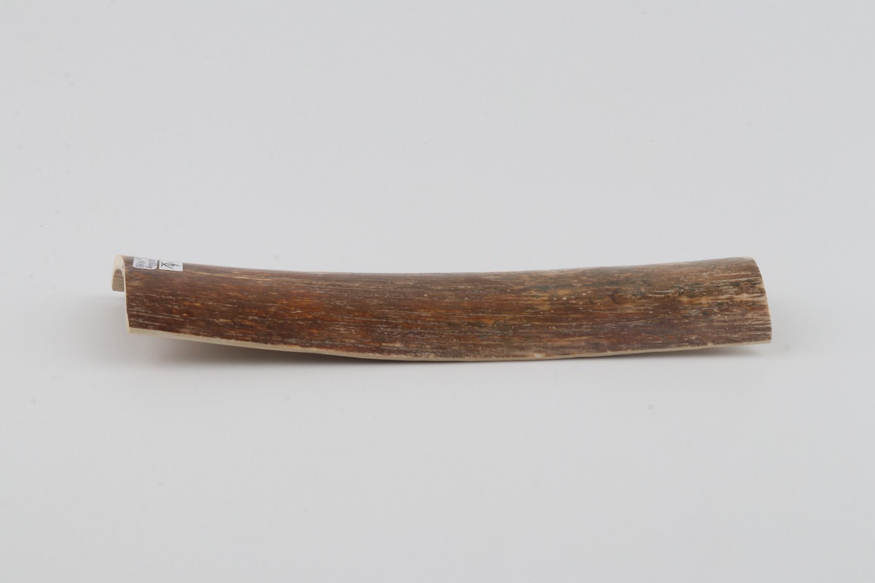 Brown-orange mammoth bark