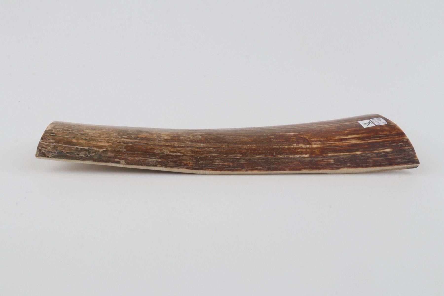 Brown-orange mammoth bark