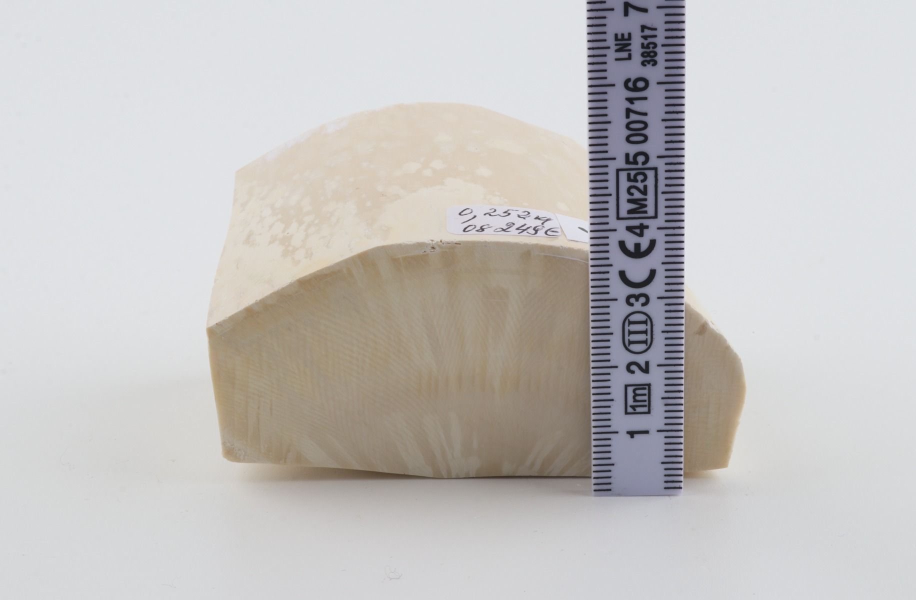 White mammoth ivory segment