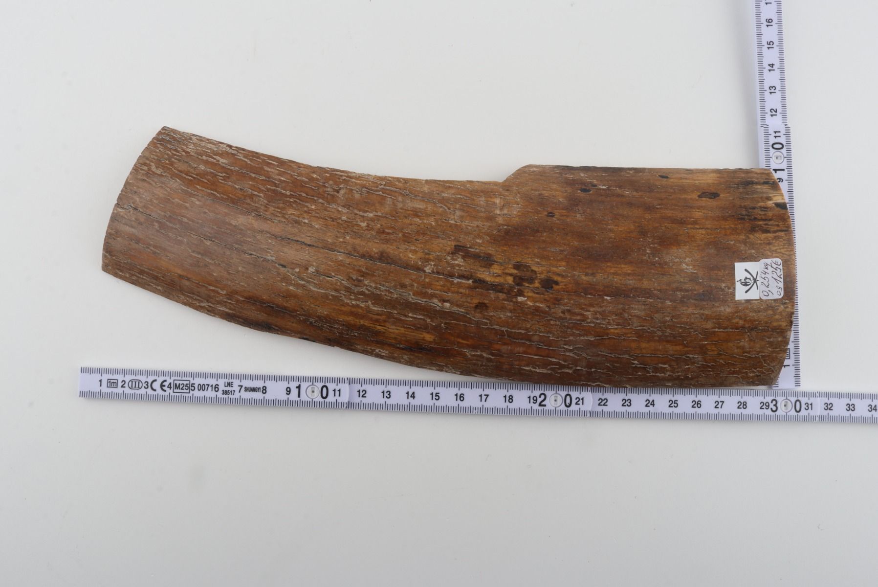 Beige mammoth bark