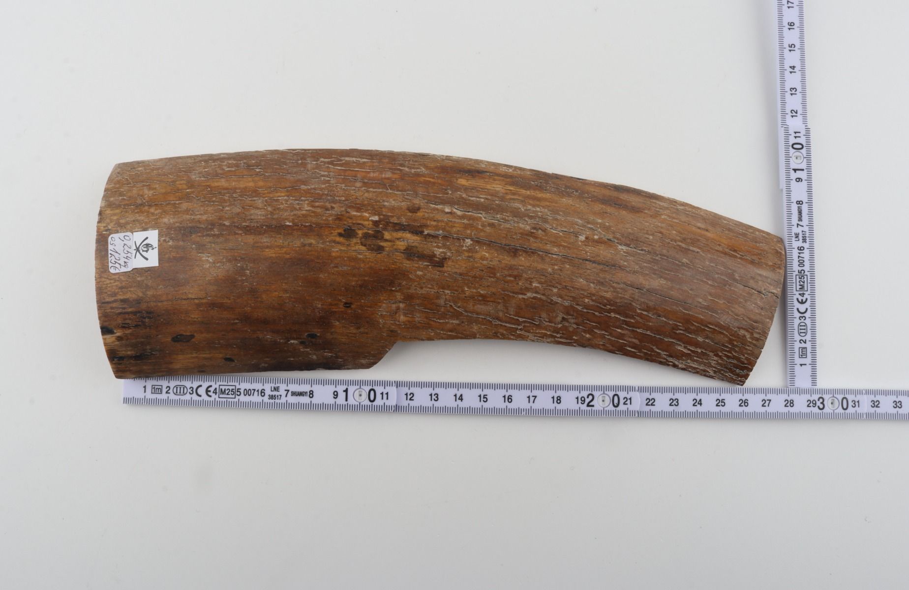 Beige mammoth bark