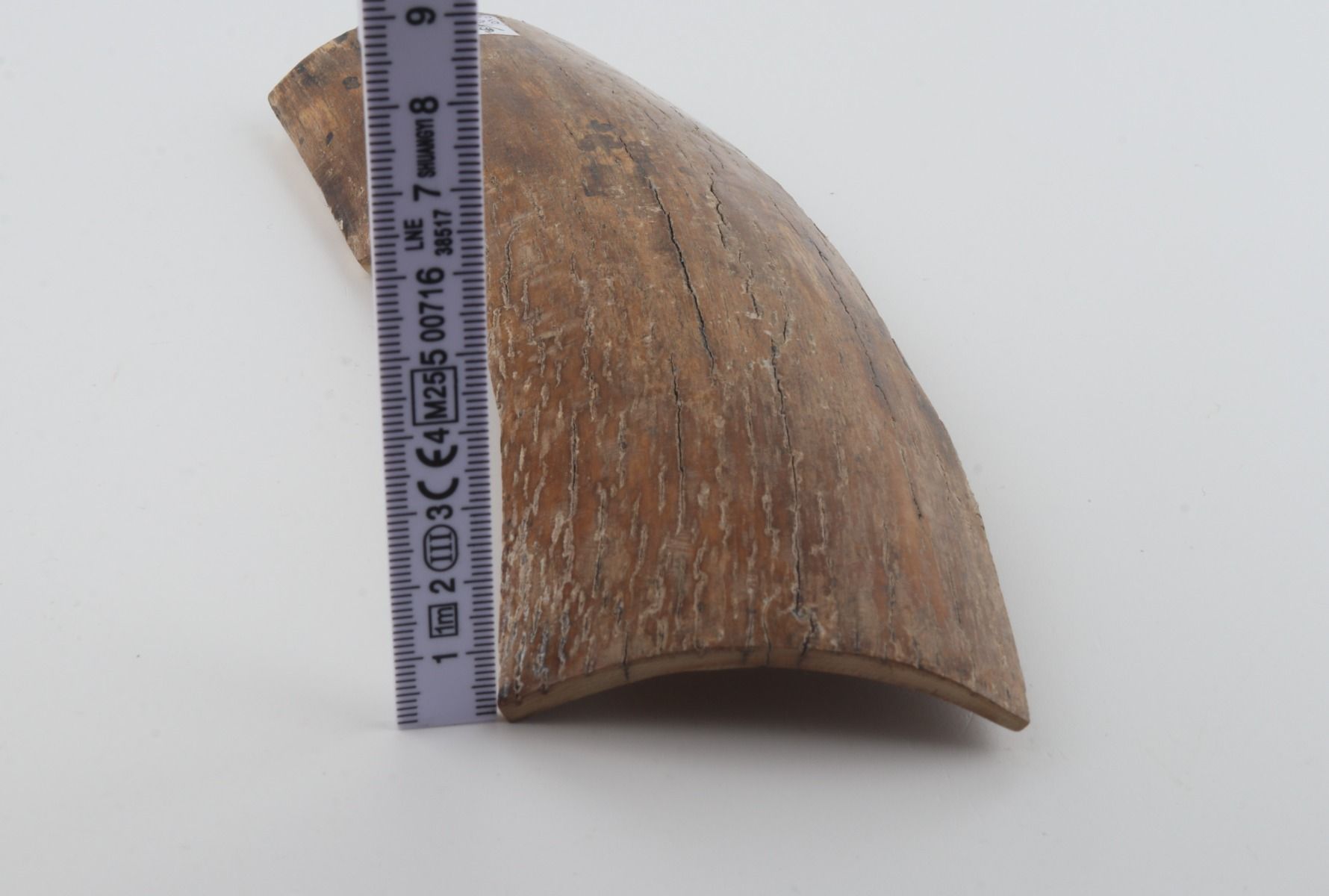 Beige mammoth bark