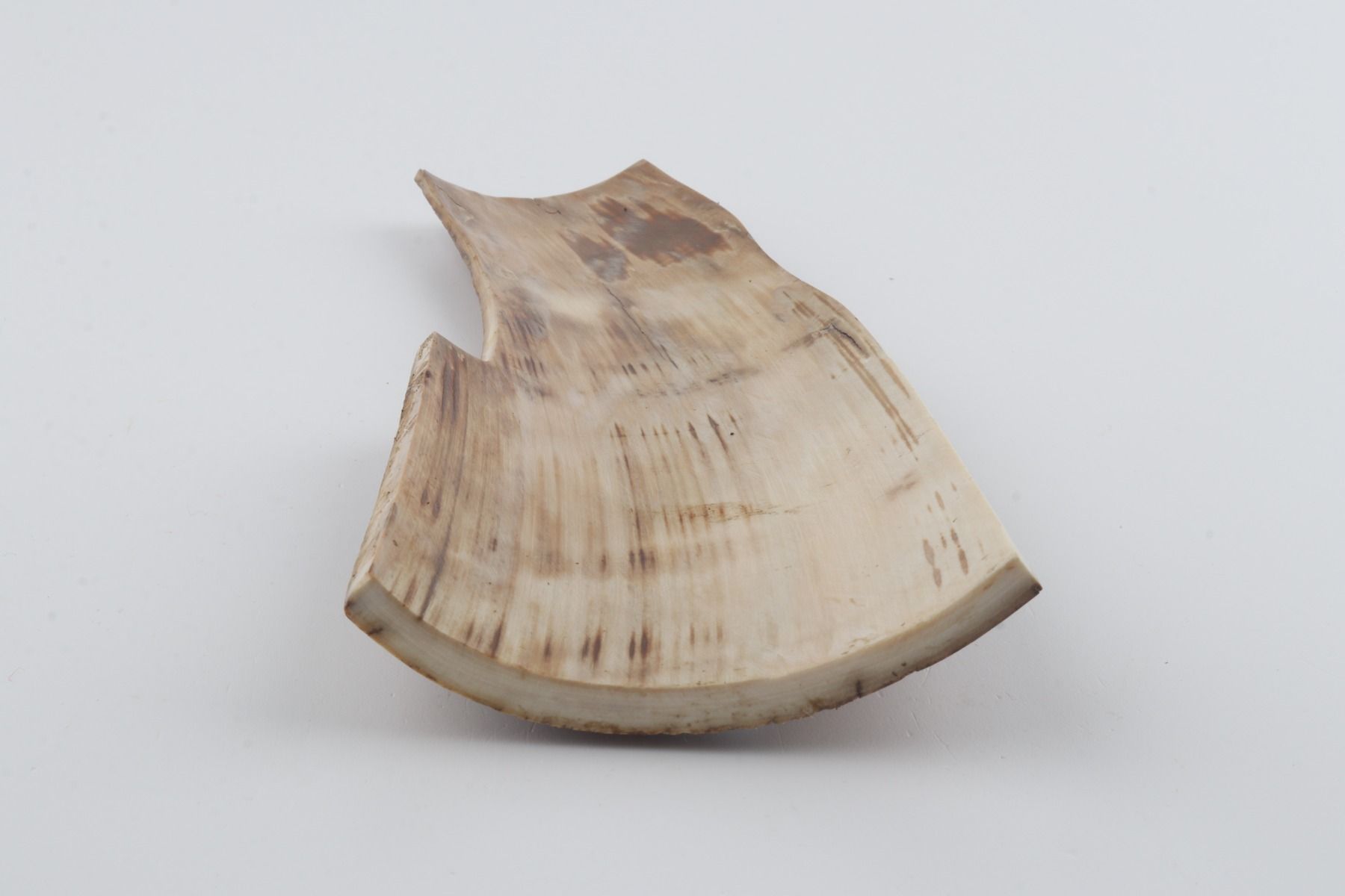 Beige mammoth bark