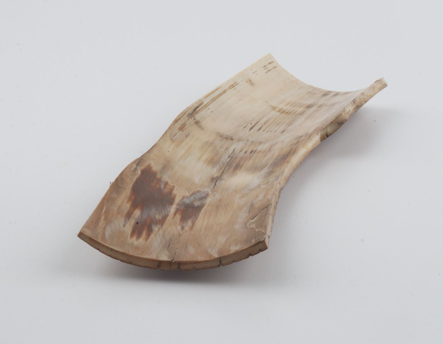 Beige mammoth bark