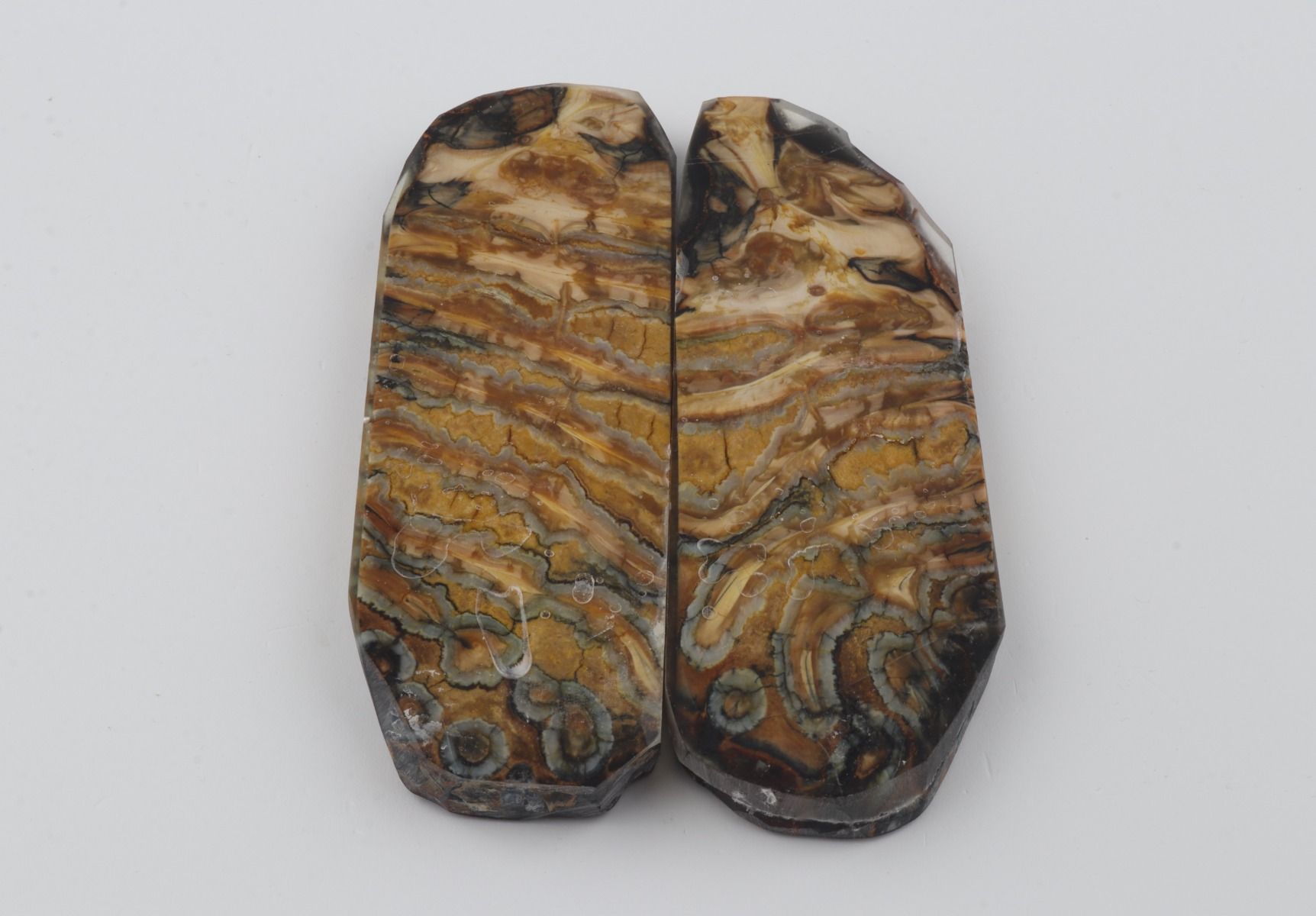 Stabilized mammoth molar scales