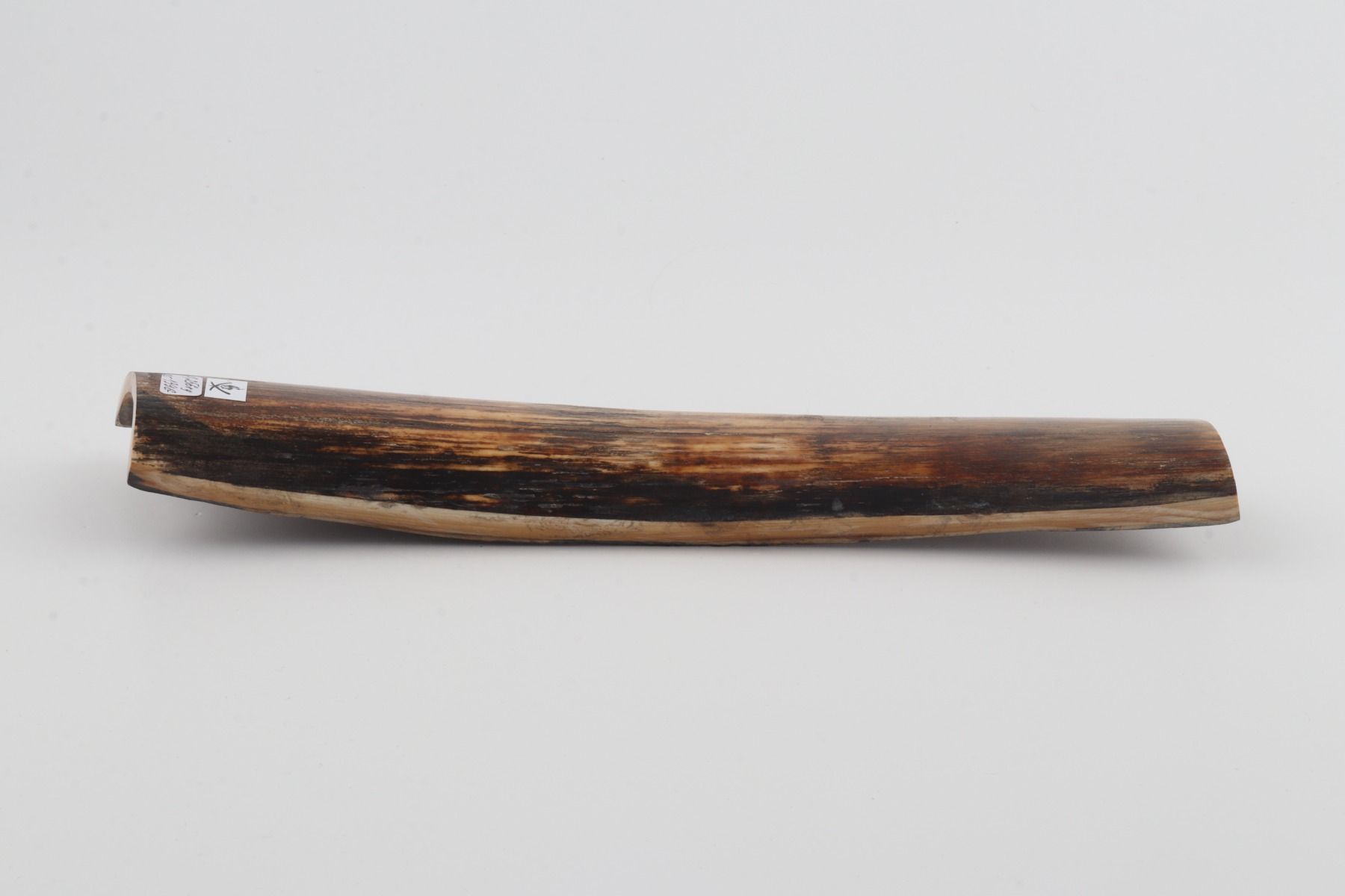 Brown mammoth bark