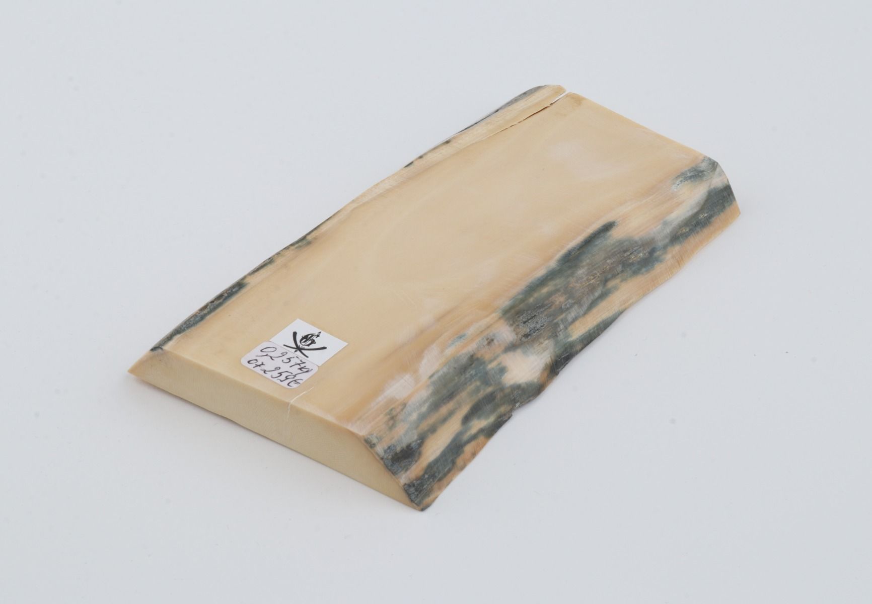 White mammoth ivory segment 