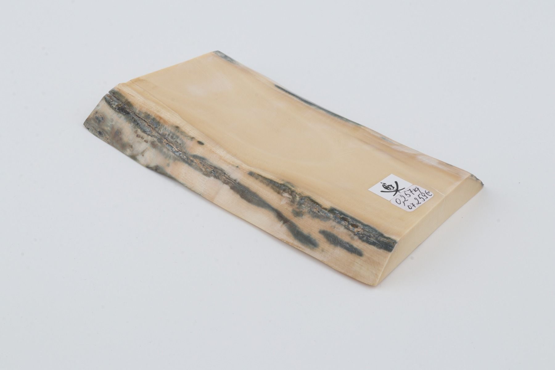 White mammoth ivory segment 