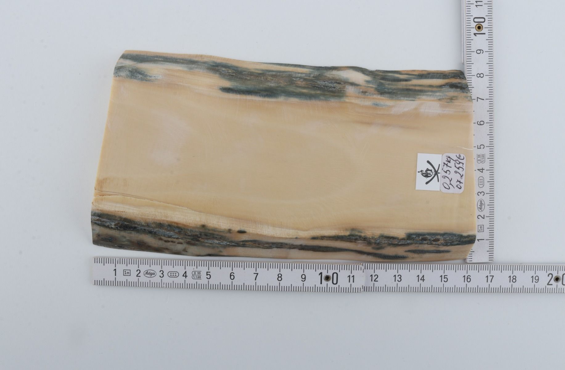 White mammoth ivory segment 