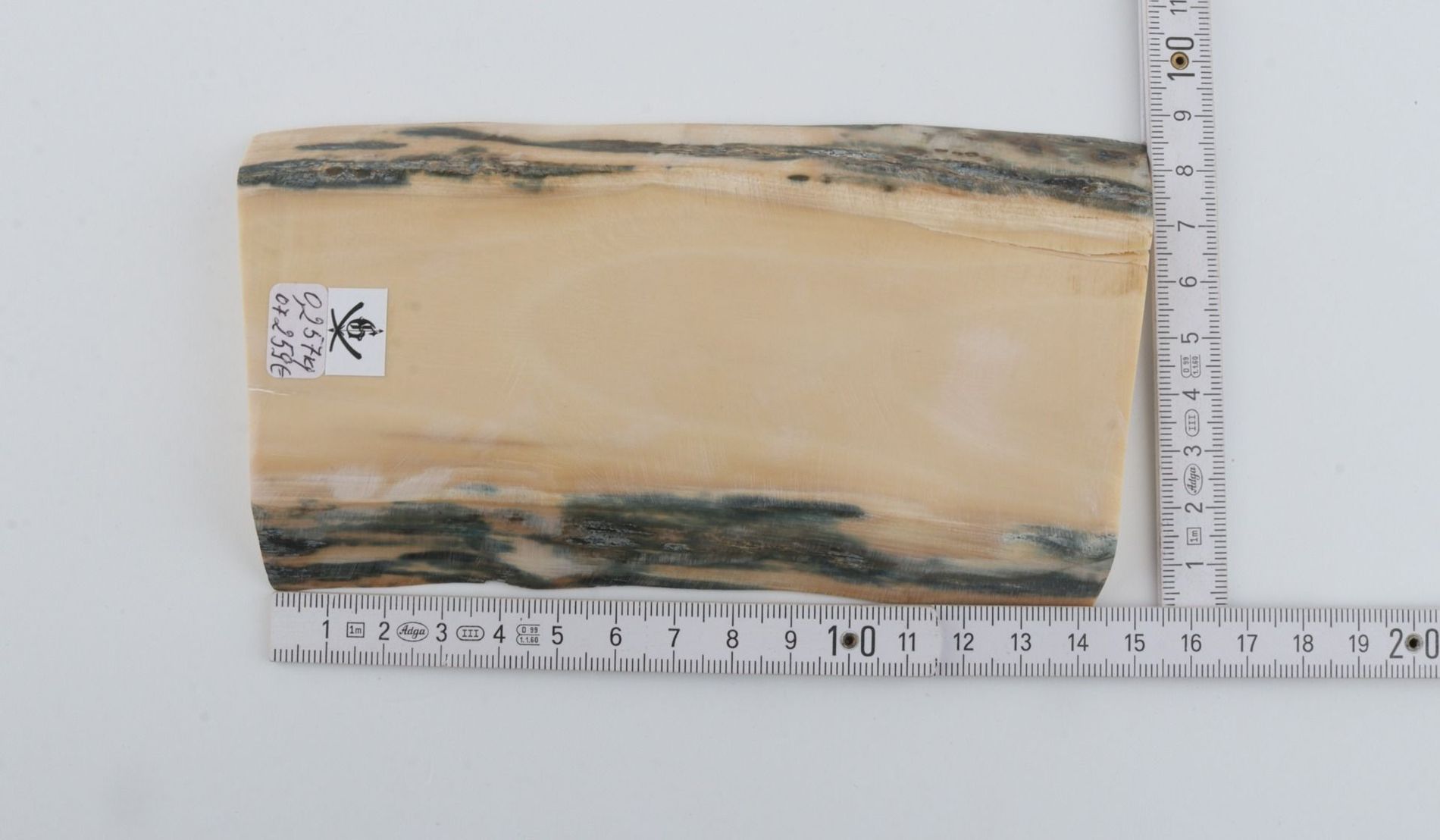 White mammoth ivory segment 
