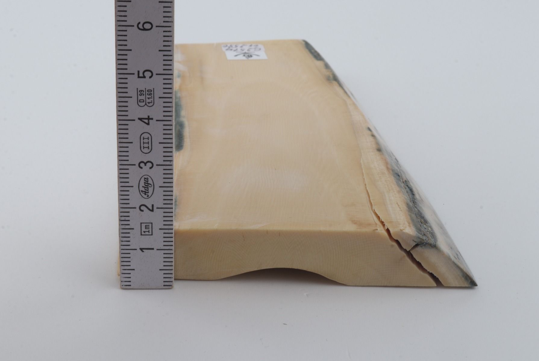 White mammoth ivory segment 