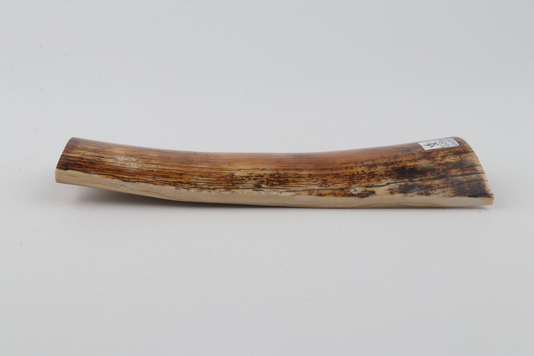 Orange-brown mammoth bark
