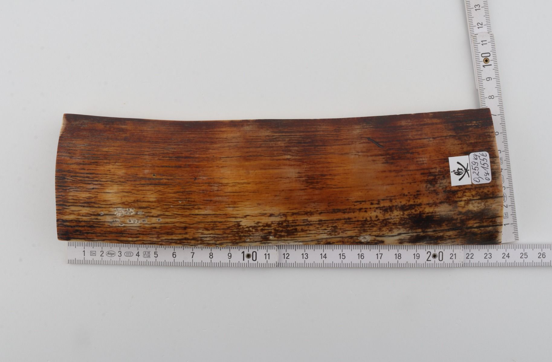 Orange-brown mammoth bark