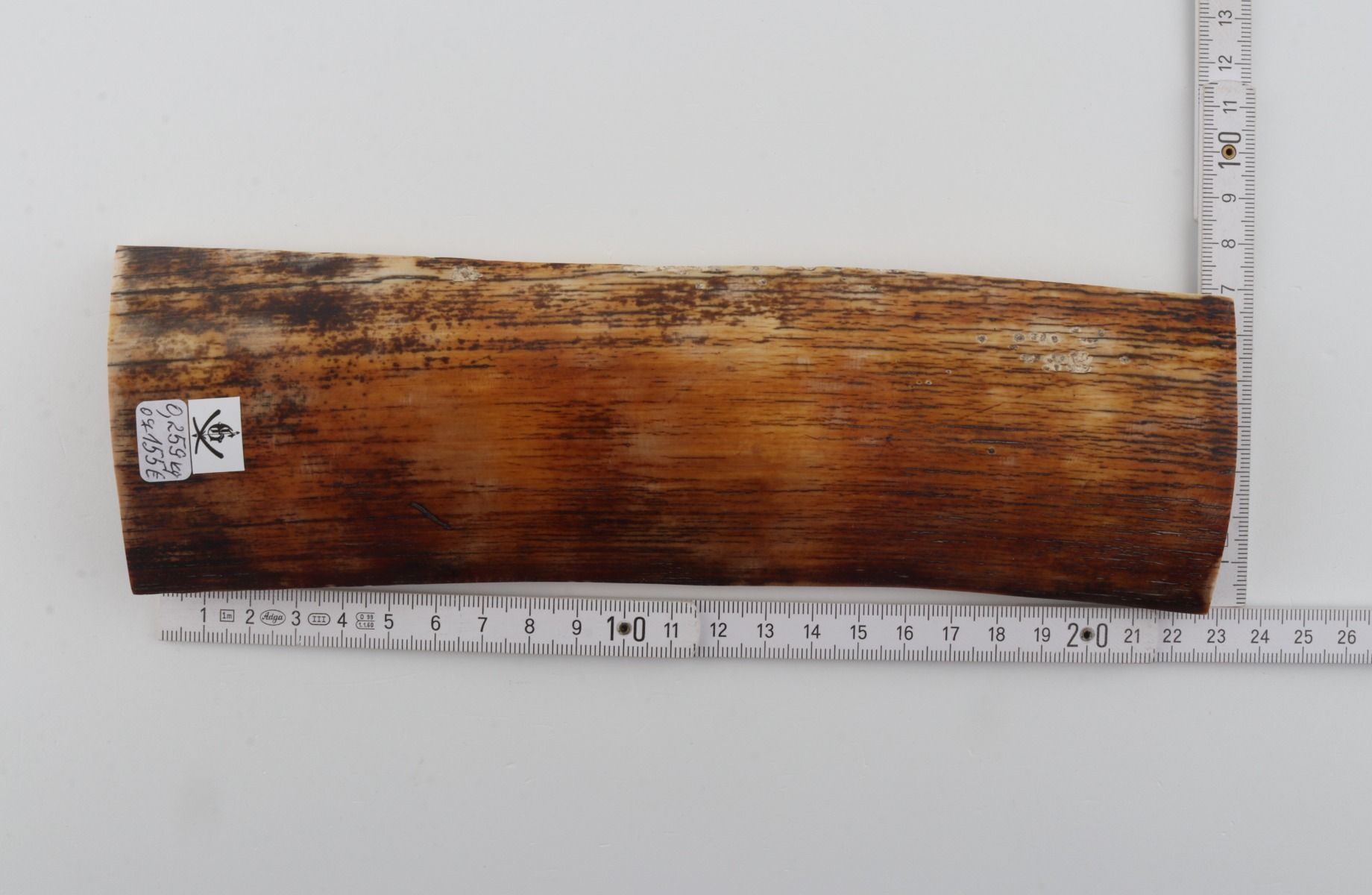 Orange-brown mammoth bark