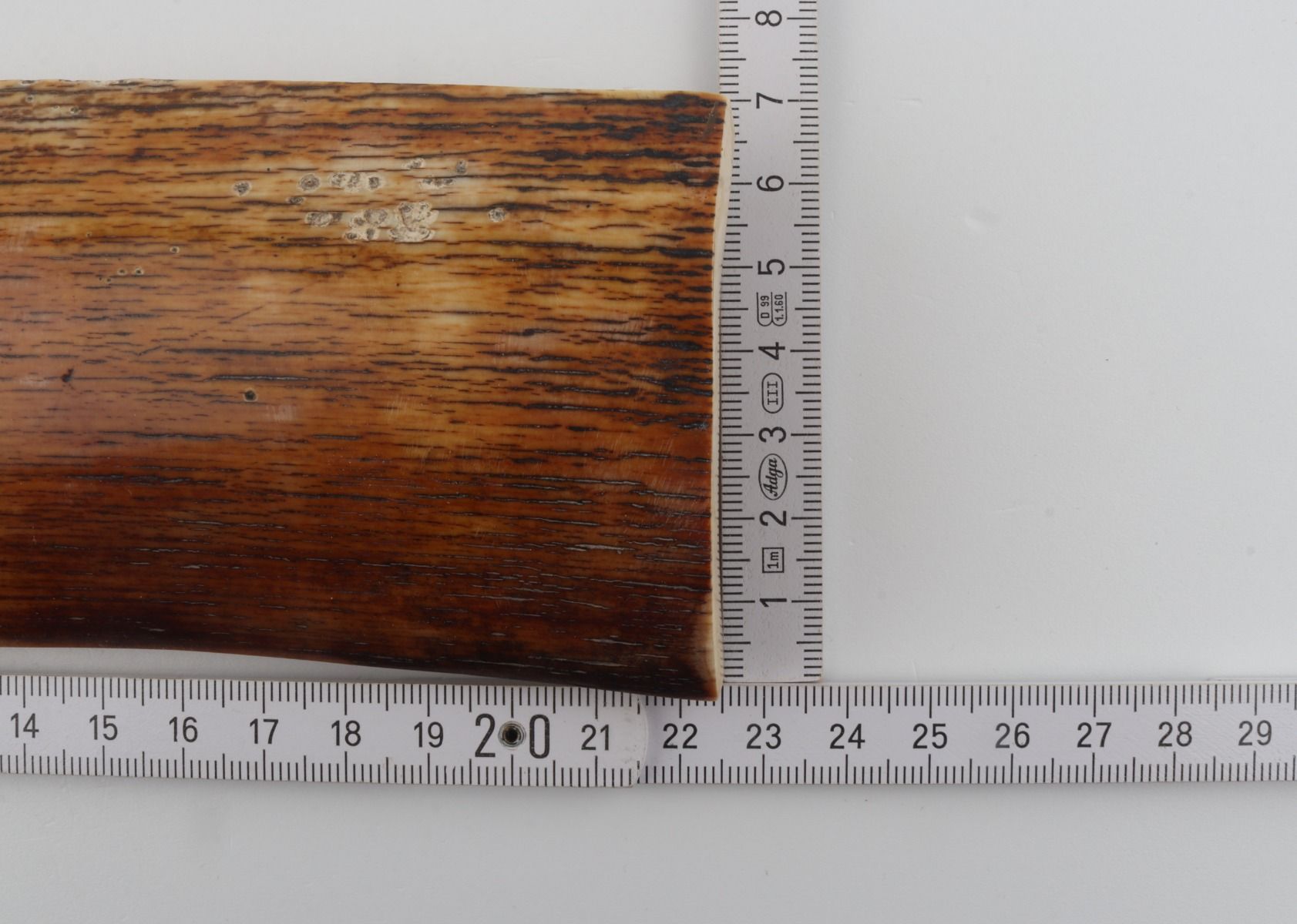 Orange-brown mammoth bark