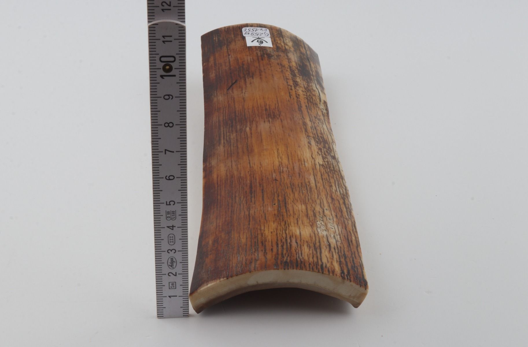 Orange-brown mammoth bark