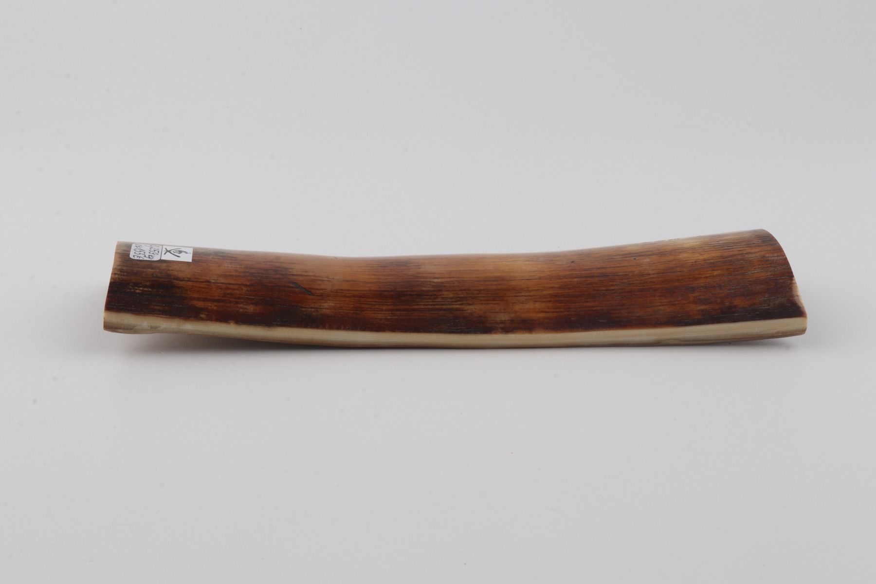 Orange-brown mammoth bark