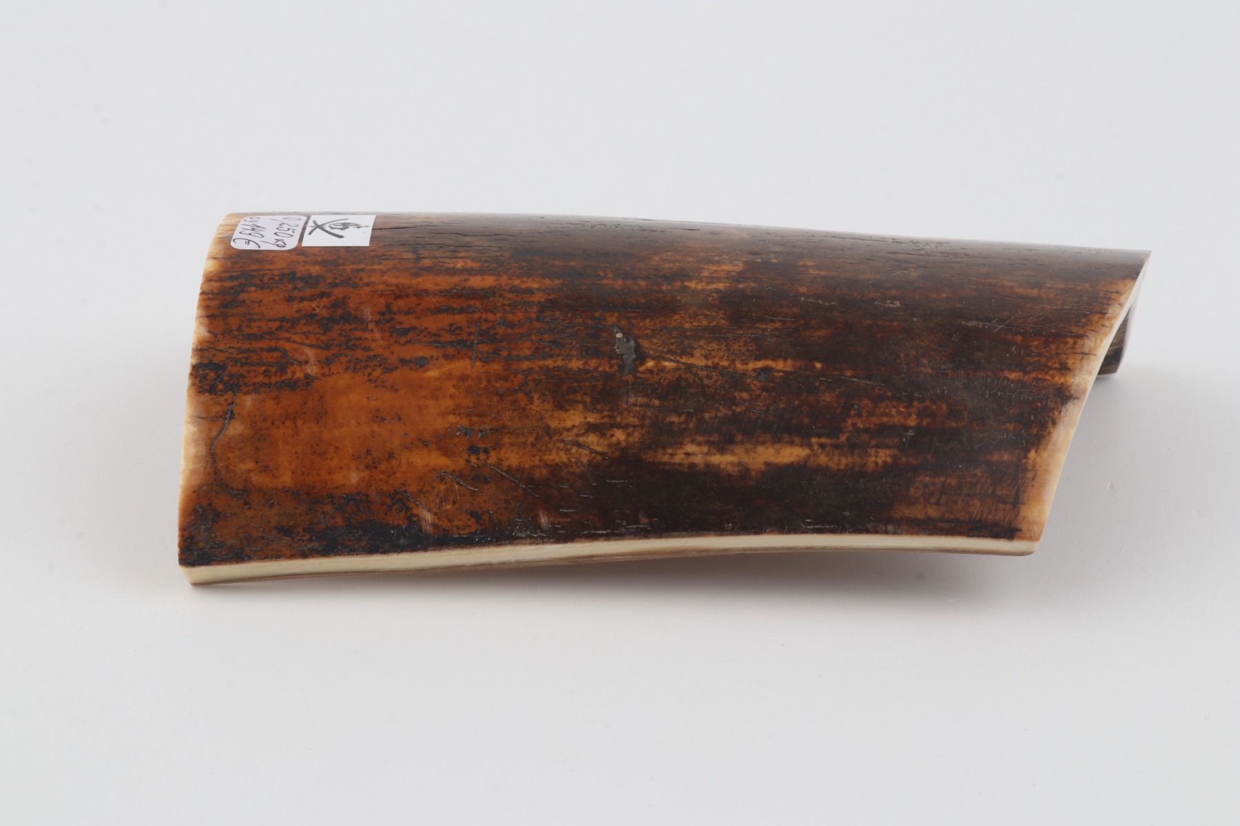 Brown-orange mammoth bark