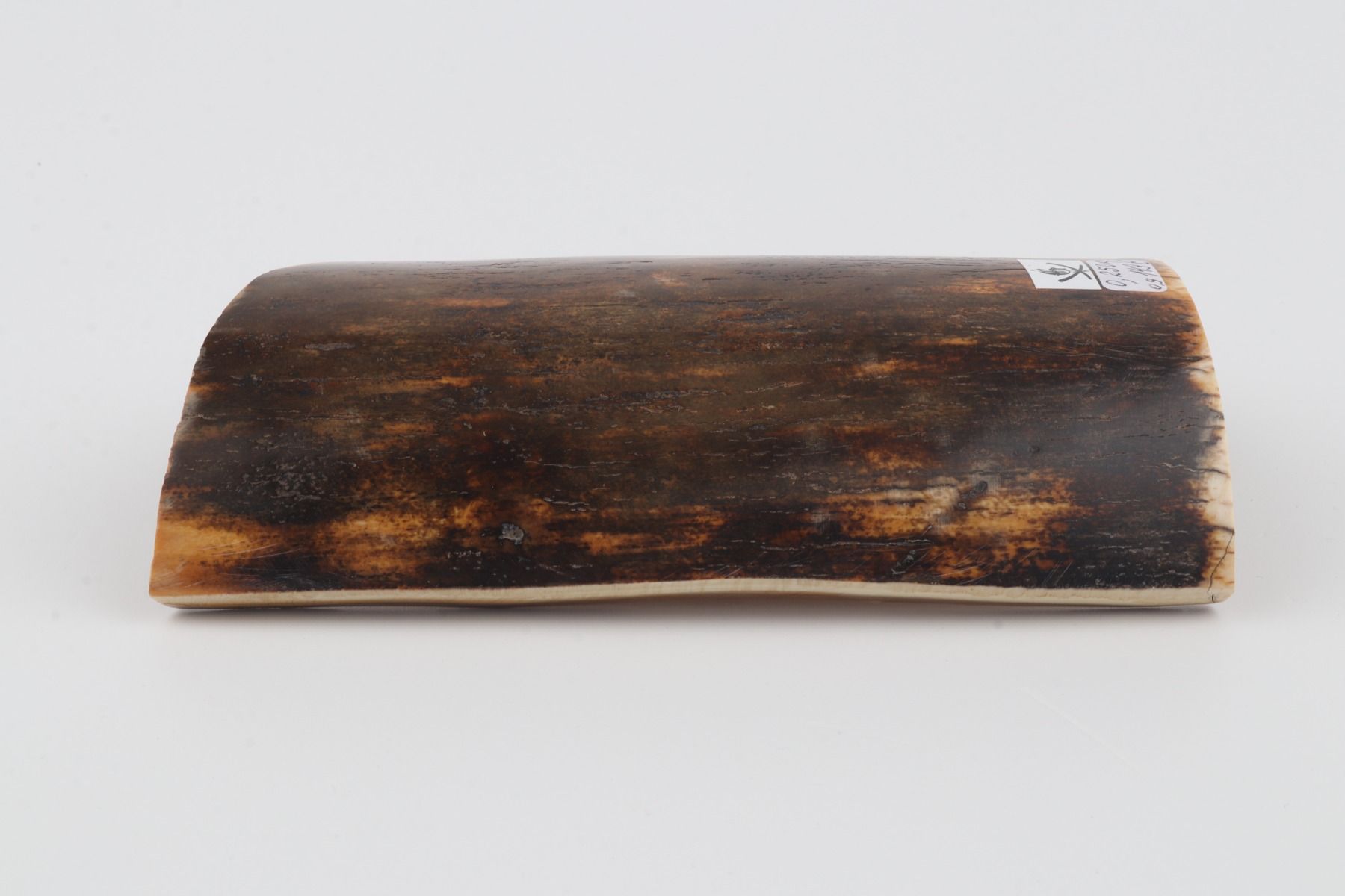 Brown-orange mammoth bark