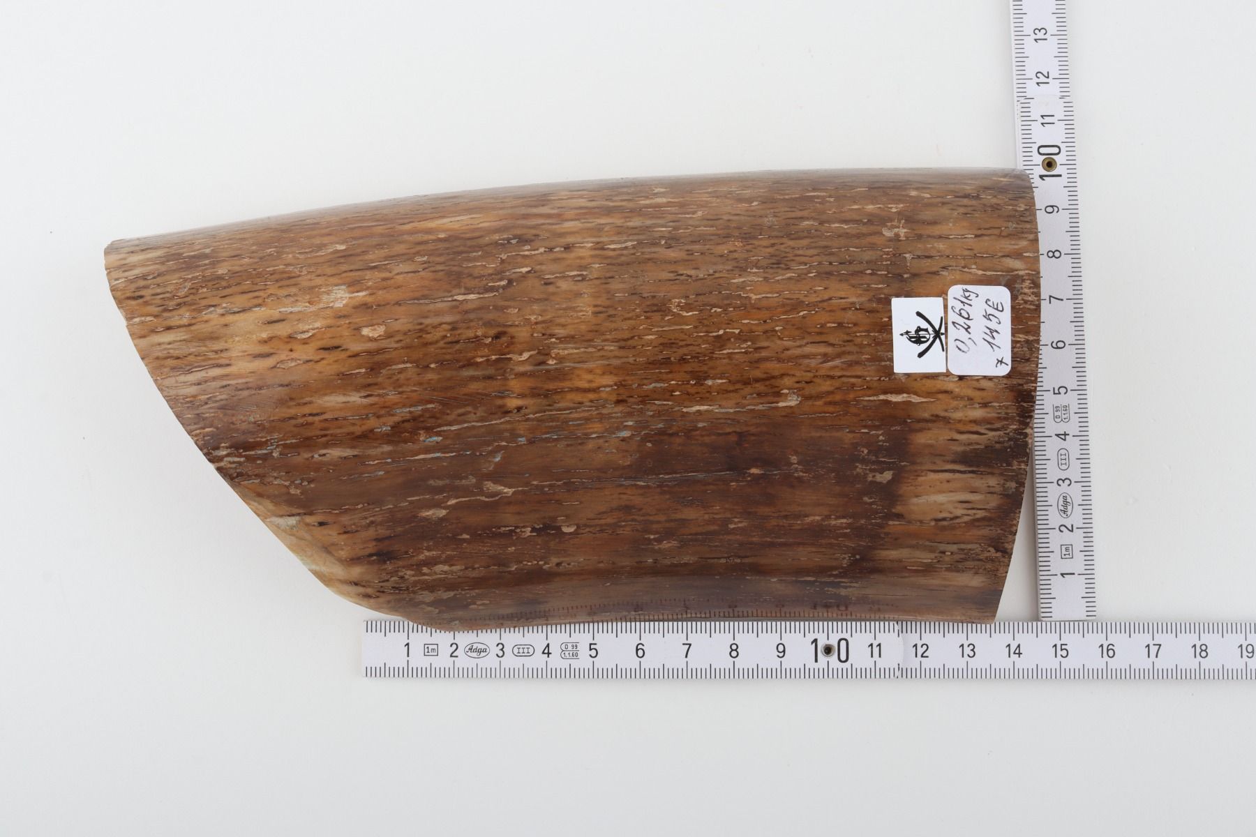 Beige mammoth bark