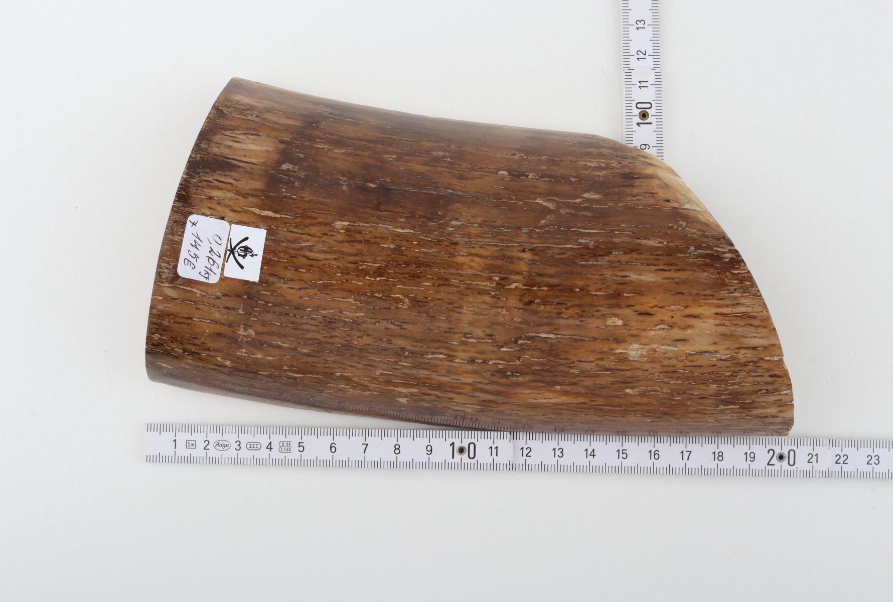 Beige mammoth bark