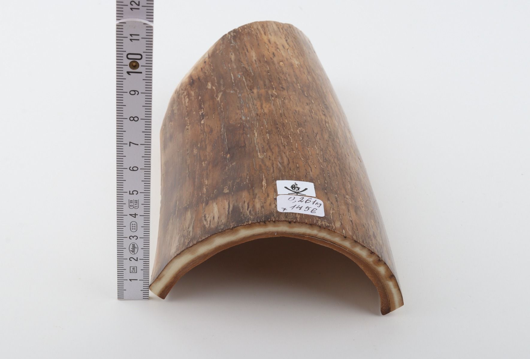 Beige mammoth bark