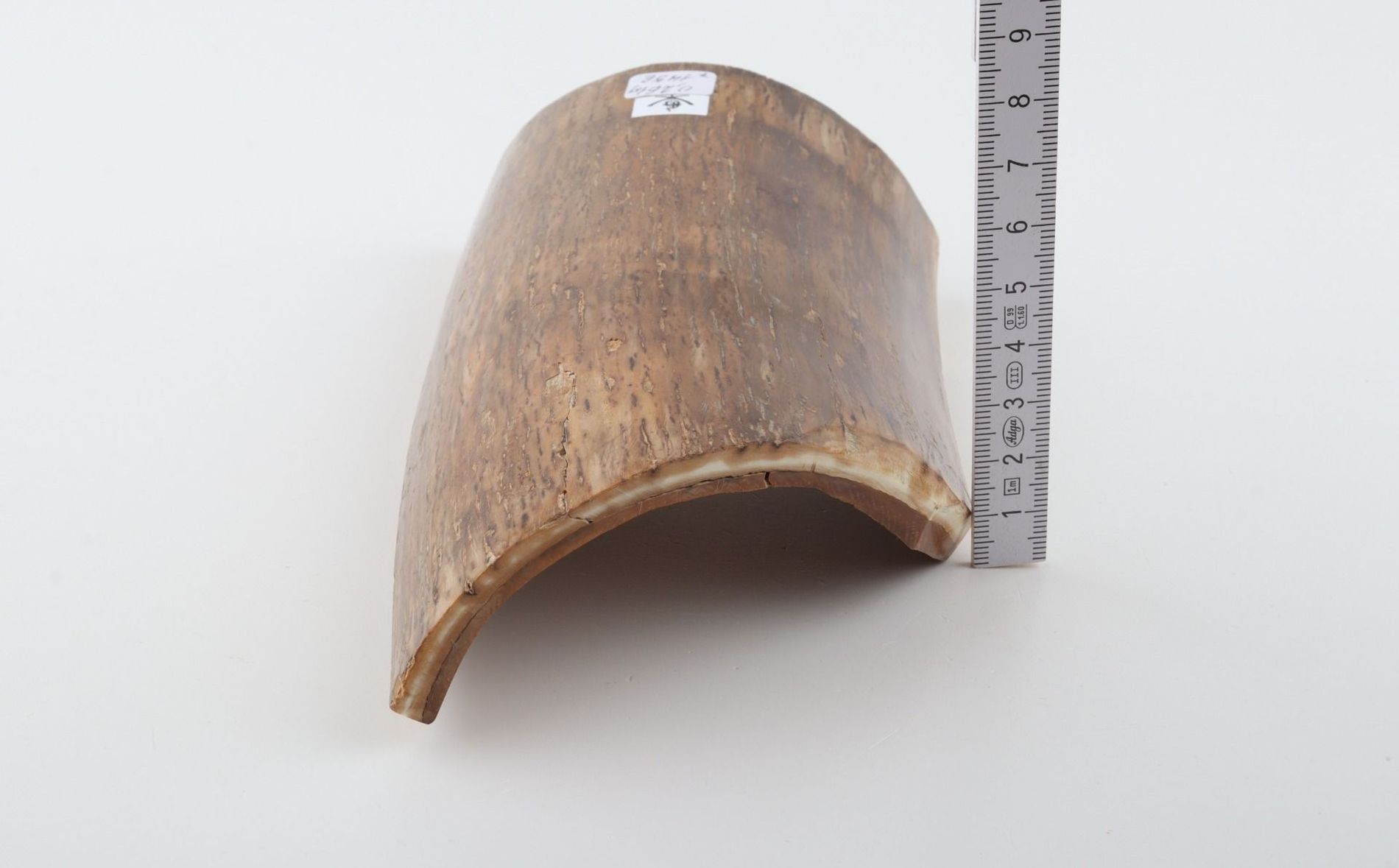 Beige mammoth bark
