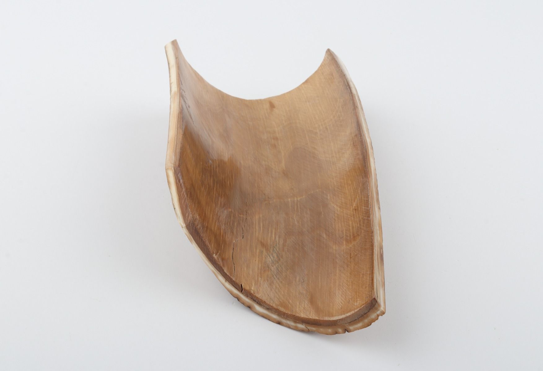 Beige mammoth bark